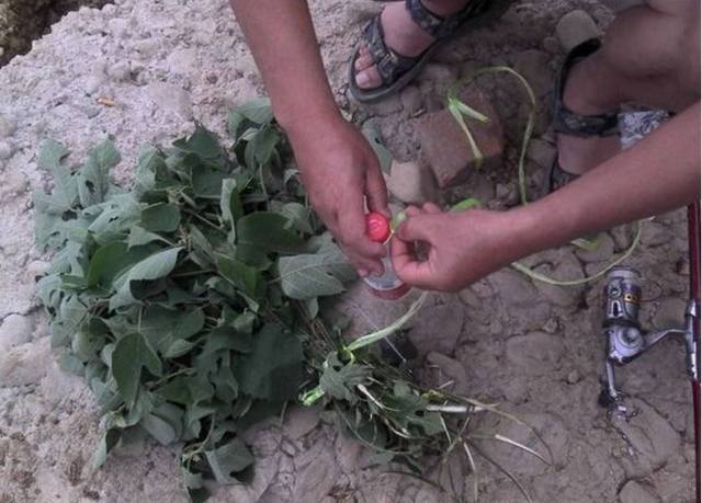 青草做饵料钓草鱼的方法，试过的钓友都说好，制作简单很有效