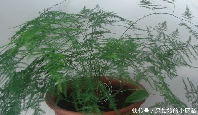 云竹盆景的正确栽培方法有哪些,这里知道来看看吧!