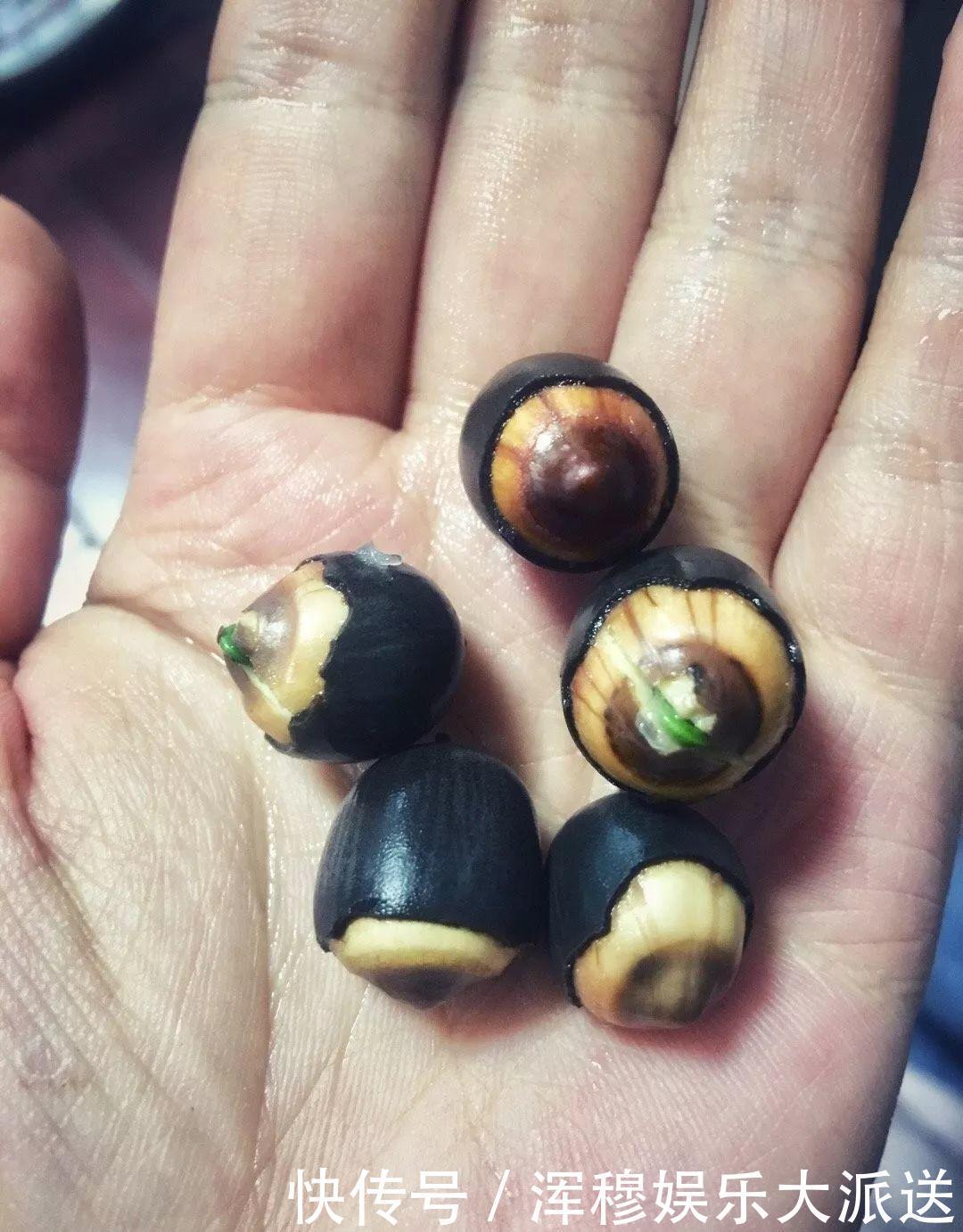 移栽|她在水缸里种荷花,开花比脸还大,满缸都是藕!