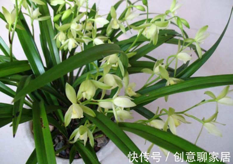 此款素心的兰花，颜值高香味清新，现在养一盆，邻居看了都羡慕