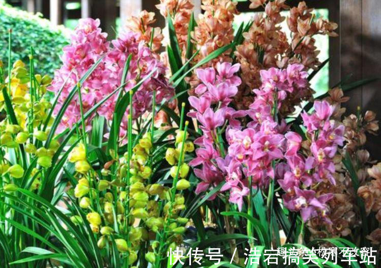 养花就养几种花,家里养一盆,寓意吉祥人人爱,家里养真适合