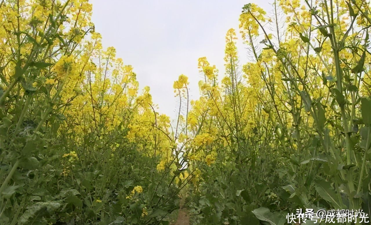 22℃的成都 7个油菜花地点 就近选择