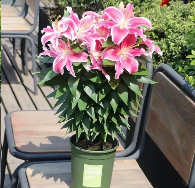 风信子|这18种超级好养的植物，养花新手也能养的很好!