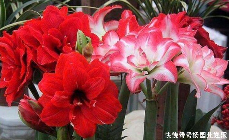 最适合新手养的花,花期长易打理,花色鲜艳,适合种在庭院观赏