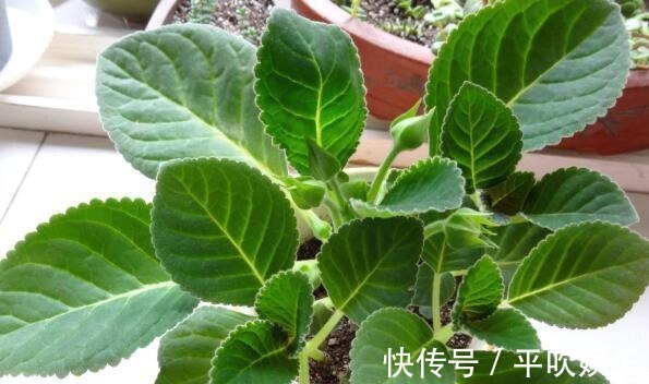 叶片|这“2种花”,摘1片叶子就能插活,花美叶绿,一盆种出20棵