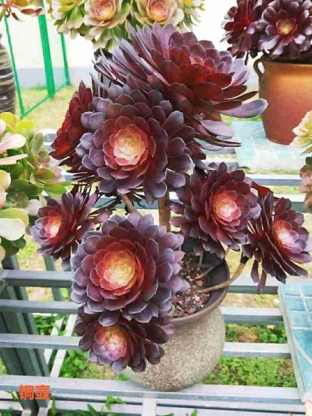 春天养法师,就因为“换了地方”,3天就变色,太漂亮了