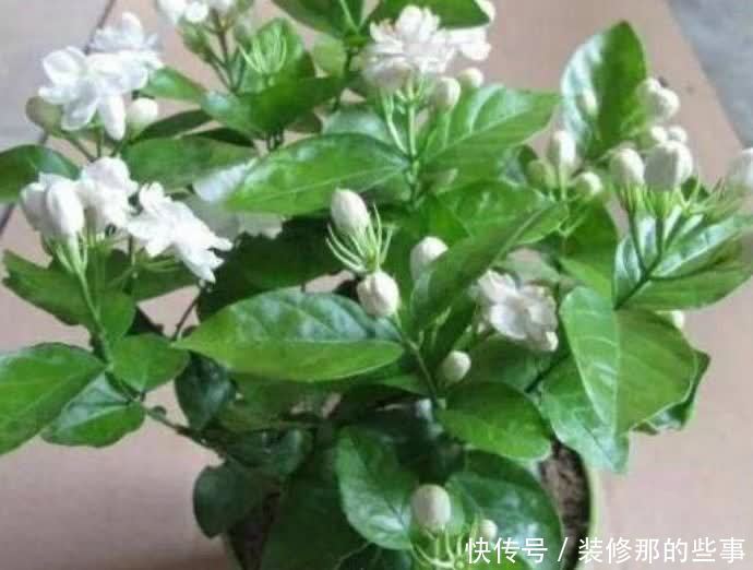 “4种花”很适合养客厅，高贵优雅，花大色艳，全年开花不断