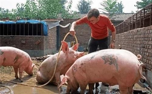 包包|他给猪纹身,因花纹独特,猪皮被香奈儿70万买走,做成限量版包包!