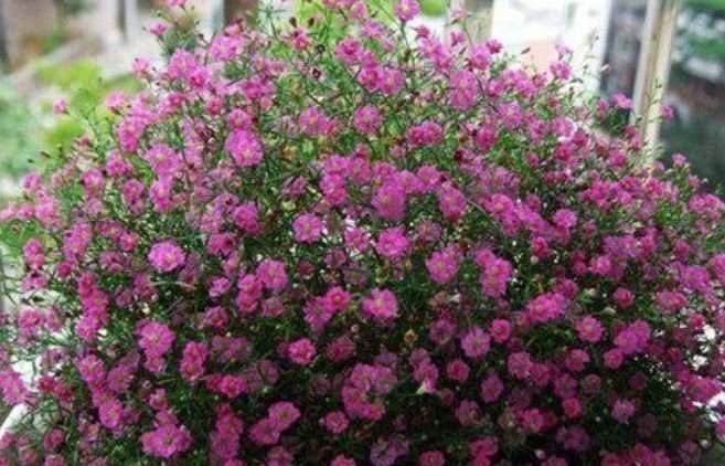 报春花|居家就养此款花卉，养人又旺财，开花富贵吉祥，变成有钱人！