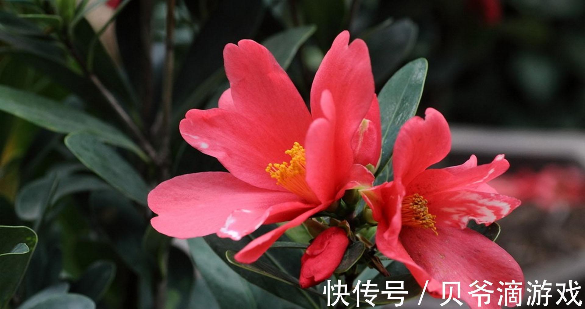 开花时间超长的四季茶花，经常黄叶掉叶，可能有2个原因