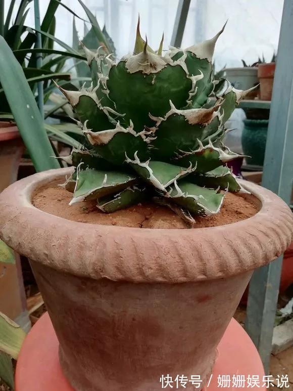 3种“丑花”，长得不怎么样，却能旺运镇宅，关键还好养