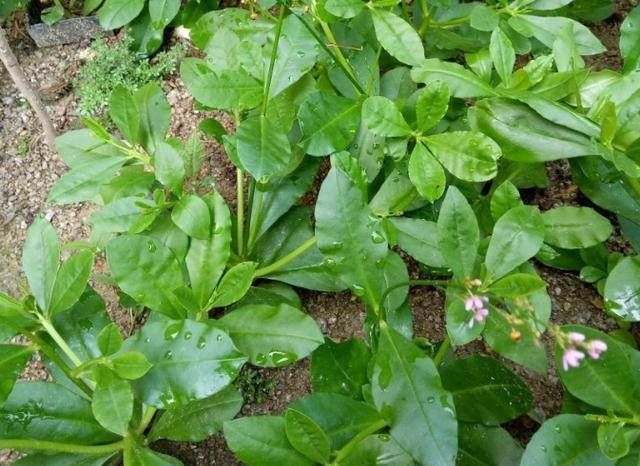 乡间土生土长的人参是一种高级补品,滋补强身,价值连城