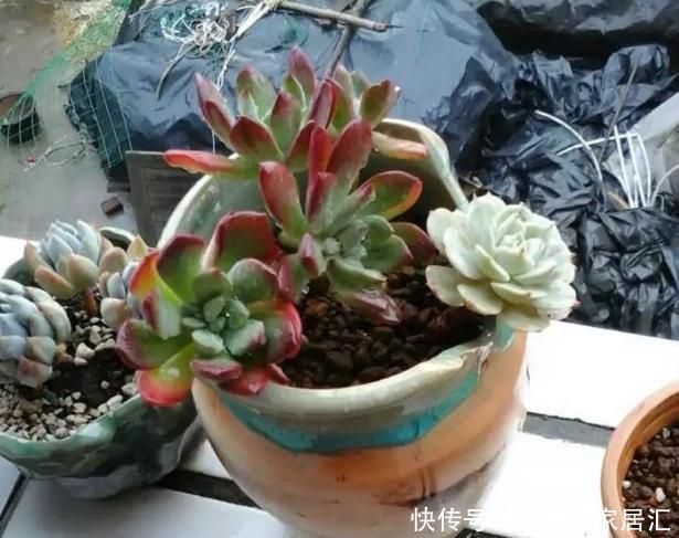 亏得|买多肉,“这4样”再便宜也不能要,不然亏得比赚得多!