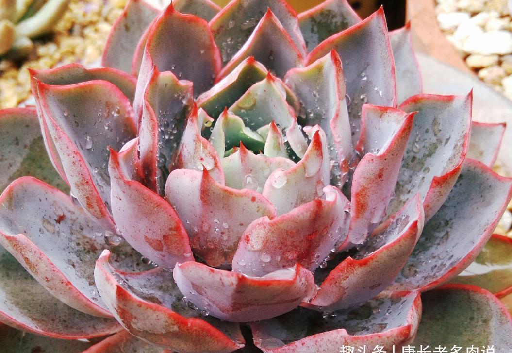 侧芽|养多肉的路上挂掉的多肉数不胜数,哪些品种挂掉之后让你最心痛?