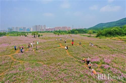 快来打卡！光谷现200亩“水彩”花海