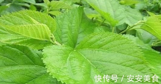 血栓|高血脂碰上“天敌”了!每天吃一点,清理血管,血栓不来扰