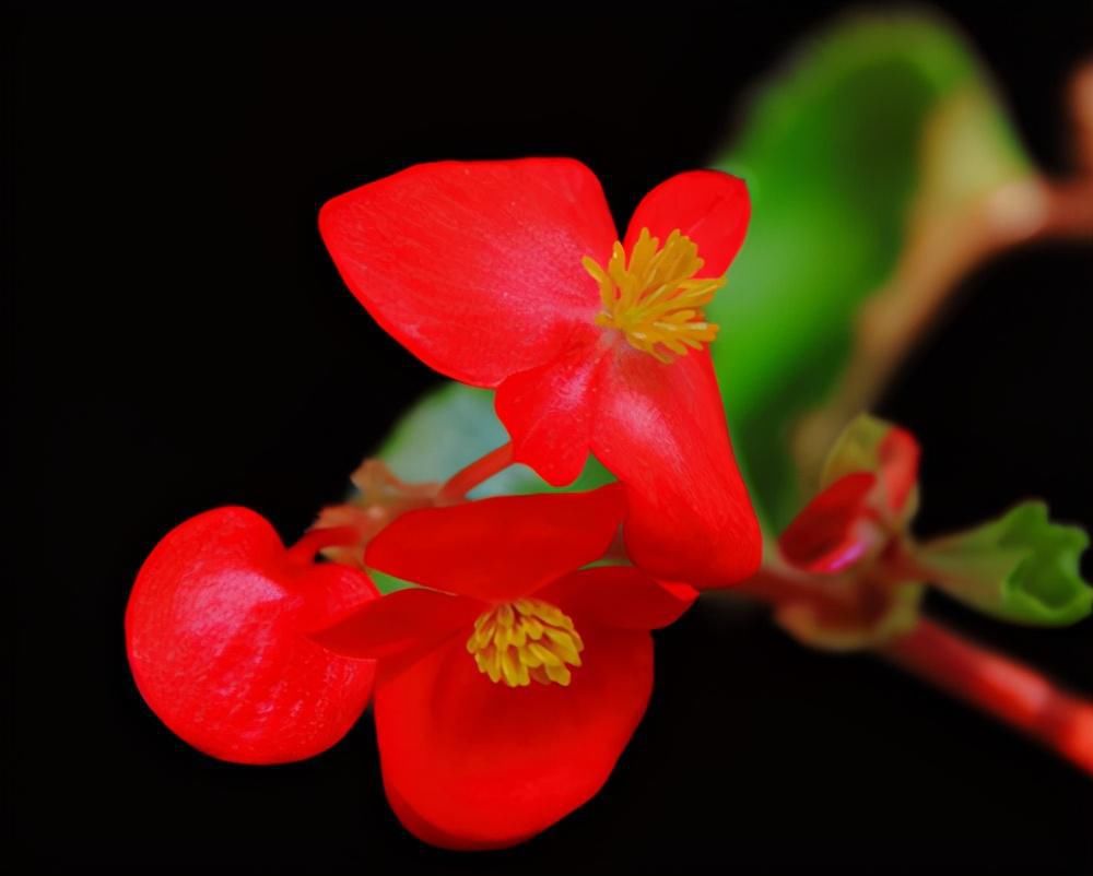  赏花|养这6种花的人太聪明了，一年四季都在开花，家里时时刻刻能赏花