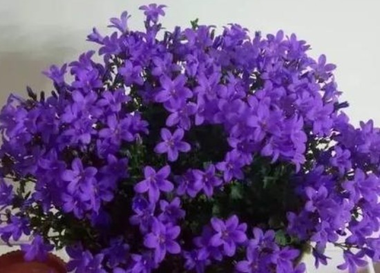 家养这些小花，芳香满屋，全年开花，干美枝青叶秀，花型秀美多样