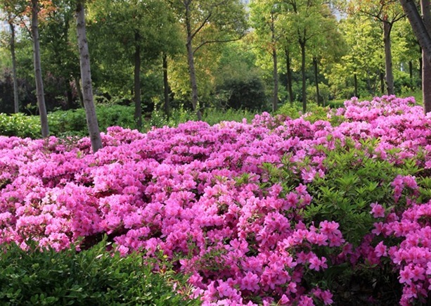 养花养个好看的毛鹃,想要养好开花爆盆,这四点是不能忽略的