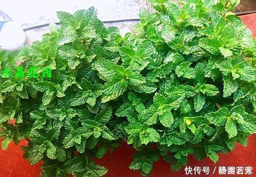 2种“矮子”花,不喜欢个子高,长高就要剪,不然难开花!