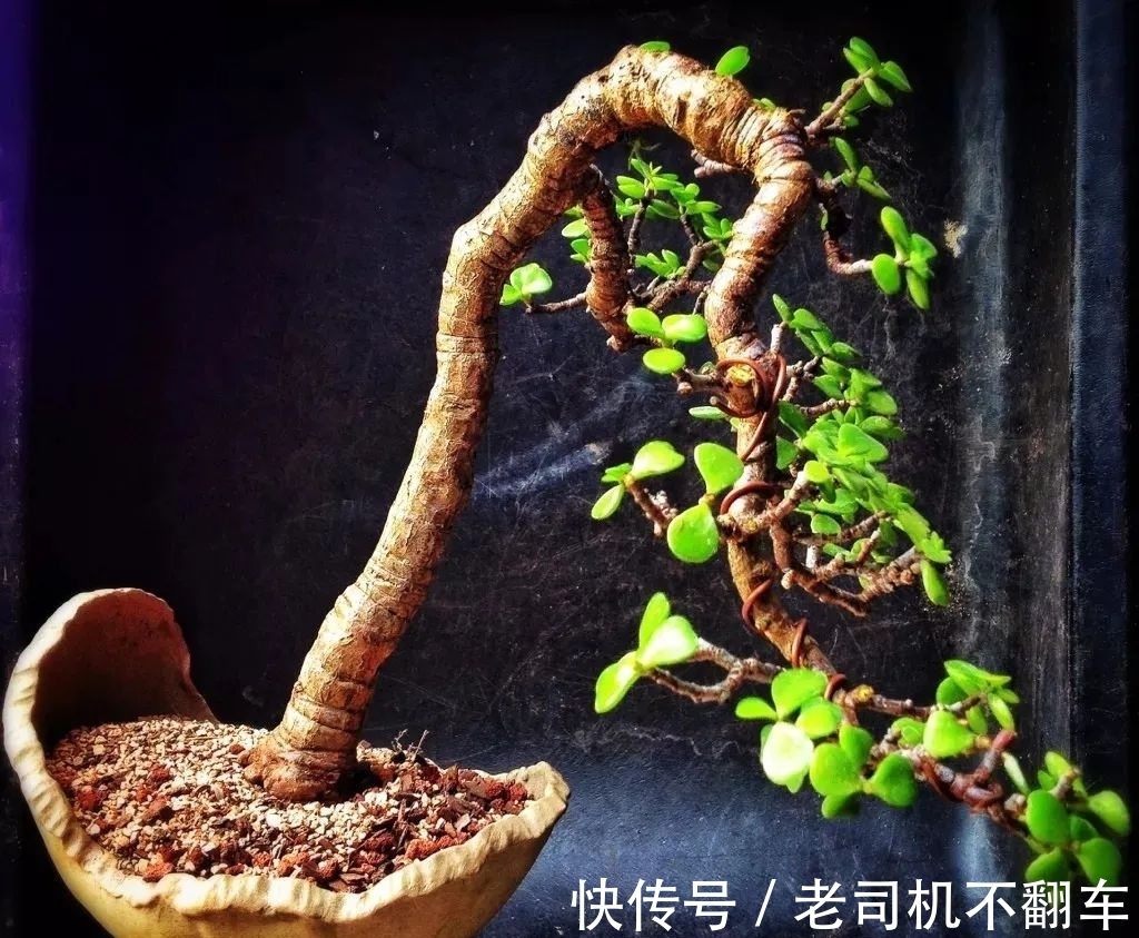 这三种多肉植物不养成盆景就太浪费了，附上制作和养护技巧