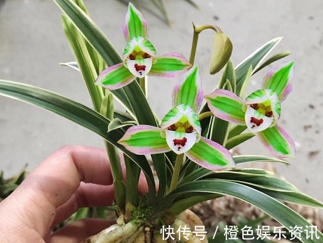 兰花|这两款兰花，花色神秘，芳香浓郁还很好养，放在家里上档次！