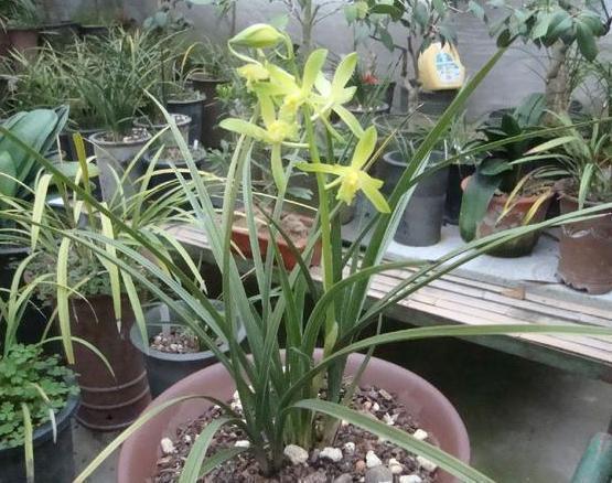 花肥|这2样东西看似平淡无奇,用作养花却不一般,增肥效果极好