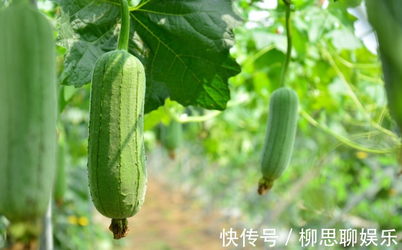 夏季|天然“软肝王”丝瓜花，夏季清热解毒，用它泡水，排肝毒祛肝火