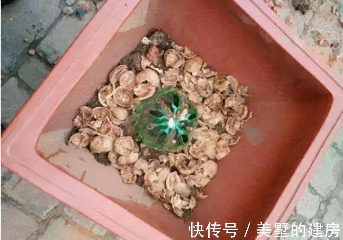 花盆|养花不花钱,花盆放4种“小垃圾”,不怕积水,不再烂根