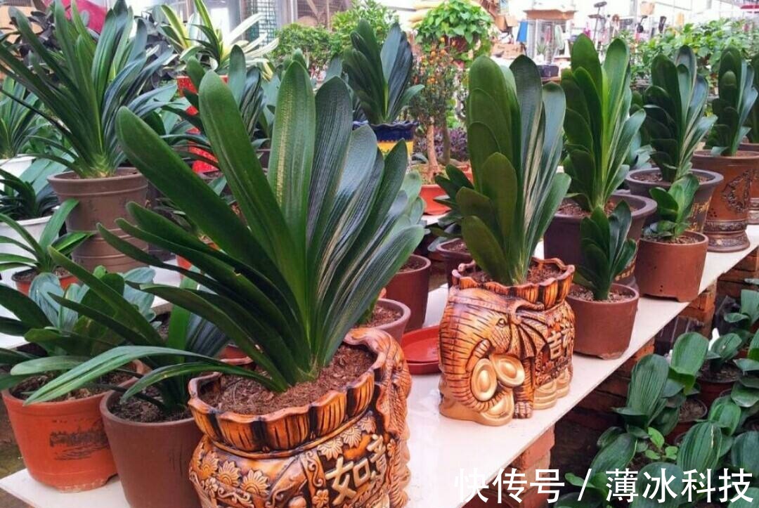 瓜子皮|什么花生壳、瓜子皮都不如“两种肥”,拿来养君子兰,叶绿花更旺