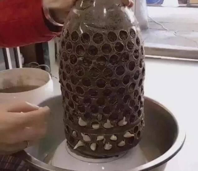 做芽苗菜|家里的塑料油桶别扔,有3个“妙用”,种菜效率高,扦插生根快