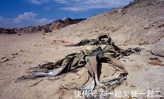 兰叶子|世界上最珍奇植物景观，形似大章鱼沙漠植物，能在沙漠生存上千年