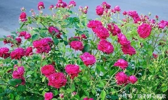 院子|这花很好看,院子阳台都能养,2年长一片,见的人都拍照发朋友圈!