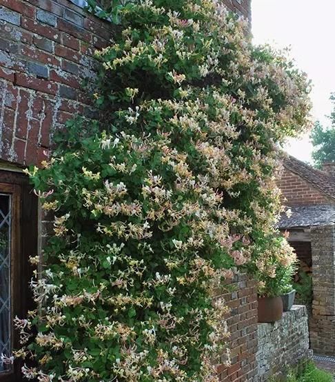  东西|养爬墙花卉，盆底下埋几粒“这东西”，三个月长成瀑布