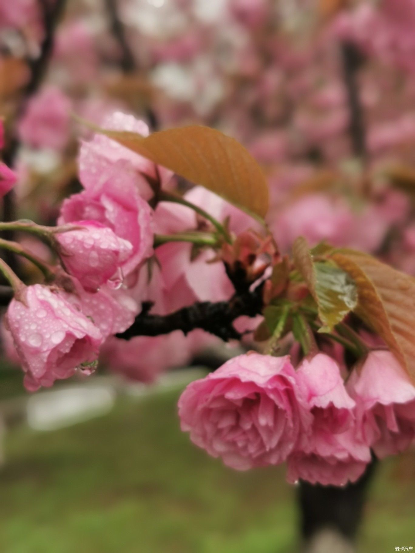 雨中盛开的樱花