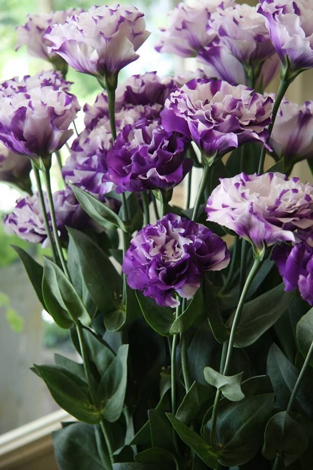 此花花型优美,花色鲜艳,是主要的切花和盆花