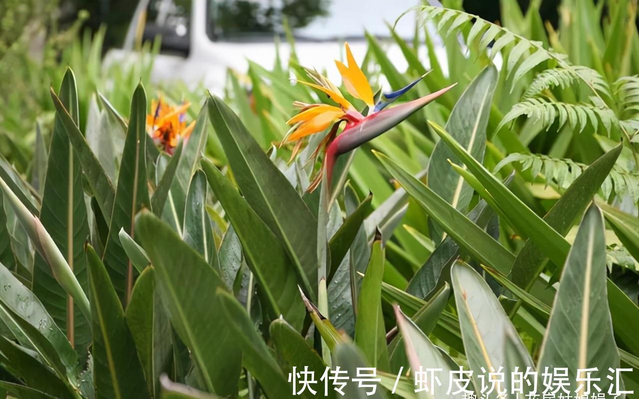 14种冬天开花的花卉，好养不娇气，为冬天添一抹色彩