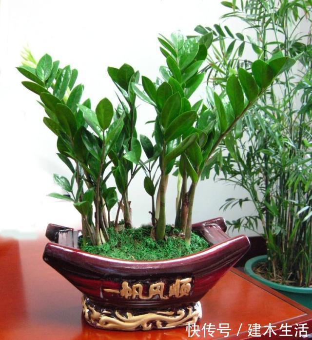 客厅养花选择6种树,自带财气,叶片油绿,旺财、旺人