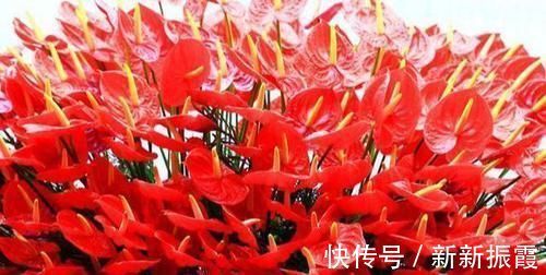 5种“阴暗花”，藏在角落里，年年自行繁殖，也能开成“仙花树”