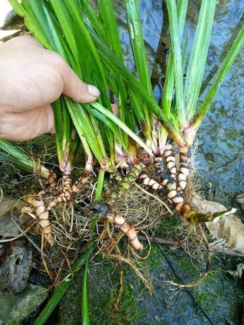 根茎|1种生在水边的“野草”，人们视而不见，却是珍贵的“中草药”