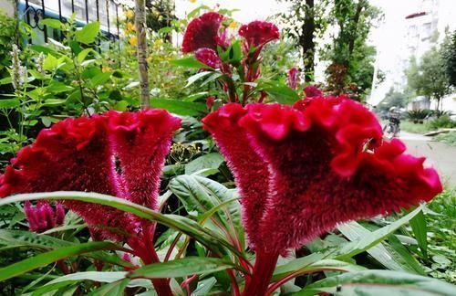 肝脏|养肝不花药钱:3种食物坚持食用,肝脏一天比一天好