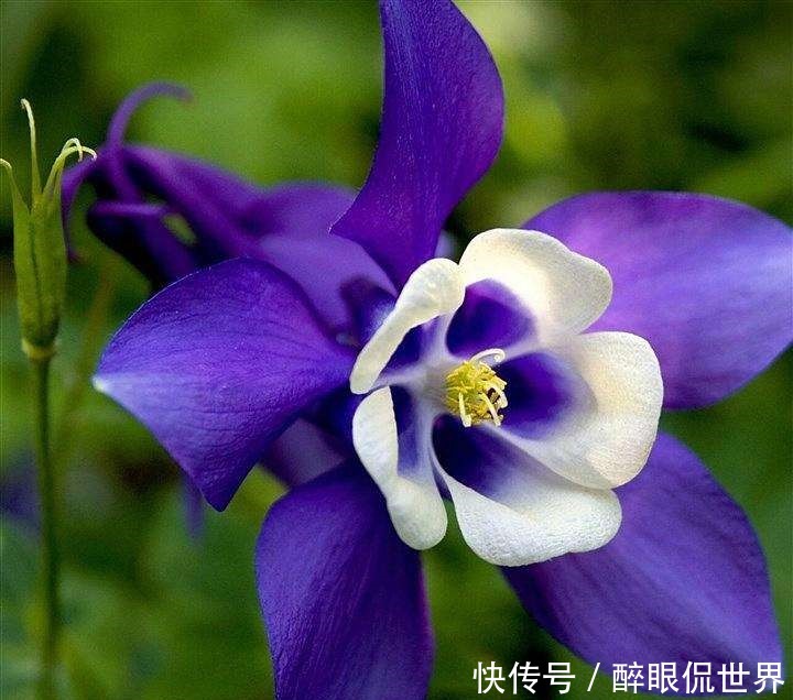 小鸟|此花娇小玲珑,盛开时像一只停靠在枝头的小鸟,让人为之叫绝