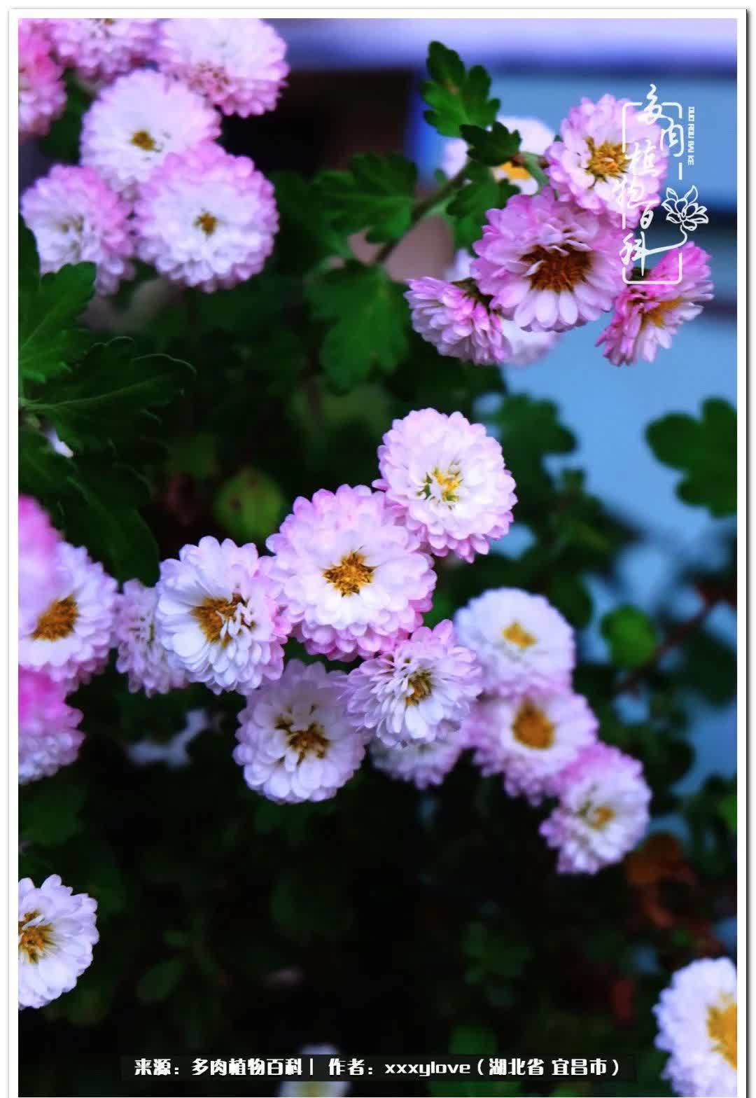 时光匆匆,一闪而逝,这世间万物的美,都值得被记录!