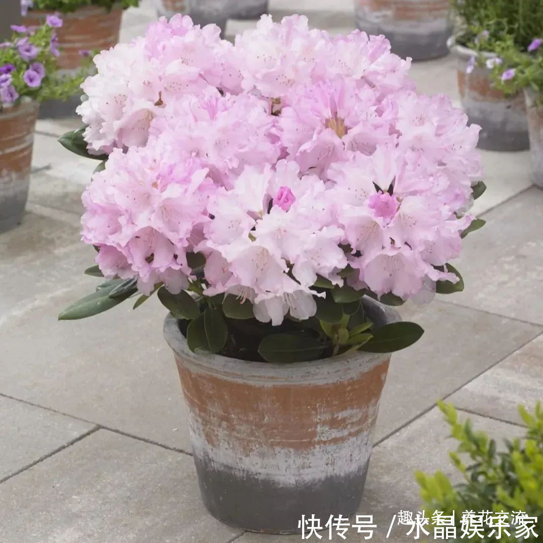 栀子花、茉莉、茶花和杜鹃养不好两种矾肥水制作配方贡献给你