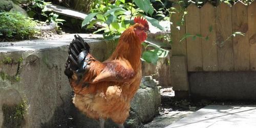 器官|鸡身上最脏的器官,免费送也别要,尤其第1个,是寄生虫的滋生地