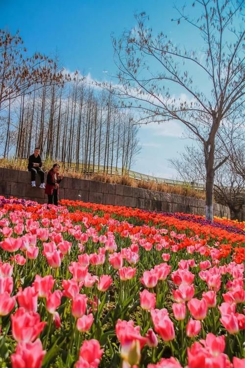 “郁你香遇”，成千上万株郁金香一起开，美哭春天的场景就在金华市中心