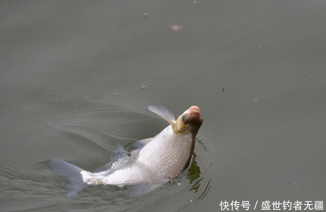 春钓时,高手一般都用这“鳊鱼钓法”!庆幸我早知道——盛世三渔