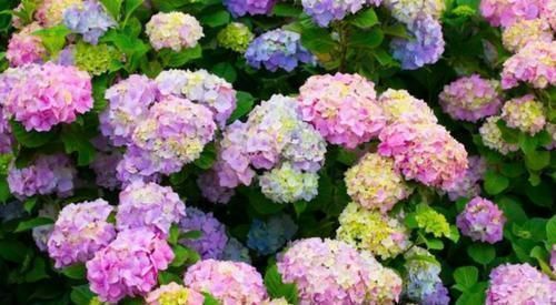 花朵|4种花美的出奇，开起花来“拦”不住，美不胜收，你养了吗