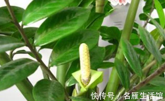 珍惜|4种漂亮盆栽开花很罕见,长出花朵要珍惜,寓意好财运滚滚来