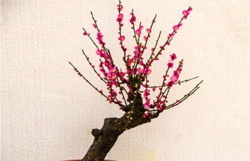 牡丹|养花还不知道选啥？八种花从古到今一直受人喜欢，你家里有吗